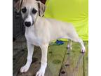 Whippet Puppy for sale in Bells, TX, USA