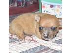 Chihuahua Puppy for sale in Grovespring, MO, USA