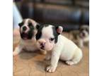 French Bulldog Puppy for sale in Altha, FL, USA