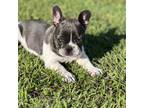 French Bulldog Puppy for sale in Altha, FL, USA
