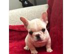 French Bulldog Puppy for sale in Seattle, WA, USA