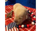 Labrador Retriever Puppy for sale in Orlando, FL, USA