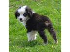 Miniature Australian Shepherd Puppy for sale in Waukon, IA, USA