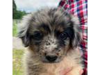 Aussiedoodle Puppy for sale in Frankston, TX, USA