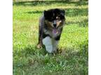 Australian Shepherd Puppy for sale in Indian Trail, NC, USA