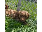 Poodle (Toy) Puppy for sale in Meyersdale, PA, USA