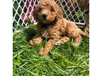 Poodle (Toy) Puppy for sale in Meyersdale, PA, USA