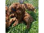 Poodle (Toy) Puppy for sale in Meyersdale, PA, USA