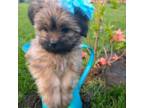 Shorkie Tzu Puppy for sale in Plover, WI, USA