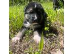 German Shepherd Dog Puppy for sale in Midland, NC, USA