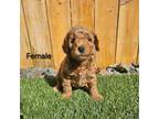 Goldendoodle Puppy for sale in Lake Stevens, WA, USA