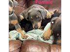 Doberman Pinscher Puppy for sale in Columbia, SC, USA