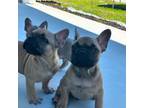 French Bulldog Puppy for sale in Spring Hill, FL, USA