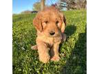 Goldendoodle Puppy for sale in Excelsior Springs, MO, USA