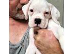 Boxer Puppy for sale in Palm Bay, FL, USA