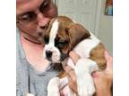 Boxer Puppy for sale in Palm Bay, FL, USA