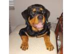 Rottweiler Puppy for sale in Greenacres, FL, USA