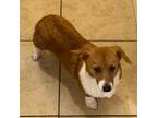 AKC Welsh Corgi