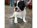 French Bulldog Puppy for sale in Sparta, WI, USA