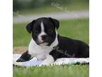 Boston Terrier Puppy for sale in Lamar, MO, USA