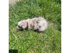 Miniature Australian Shepherd Puppy for sale in Carbondale, IL, USA