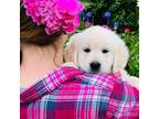 Golden Retriever Puppy for sale in Billings, MO, USA