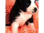 Miniature Australian Shepherd Puppy for sale in Bells, TX, USA