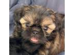 Shih Tzu Puppy for sale in Sperry, IA, USA