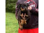 Rottweiler Puppy for sale in Murfreesboro, TN, USA