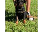 Rottweiler Puppy for sale in Murfreesboro, TN, USA