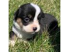 Pembroke Welsh Corgi Puppy for sale in Bagley, MN, USA