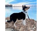 Bearded Collie Puppy for sale in Fort Collins, CO, USA