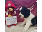 English Springer Spaniel Puppy for sale in Riverside, TX, USA