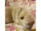 Labrador Retriever Puppy for sale in Orlando, FL, USA