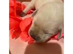 Labrador Retriever Puppy for sale in Orlando, FL, USA