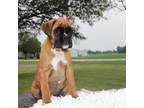 Boxer Puppy for sale in Flora, IN, USA