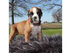 Boxer Puppy for sale in Flora, IN, USA