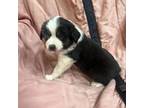 Australian Shepherd Puppy for sale in Oelwein, IA, USA