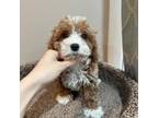 Cavapoo Puppy for sale in Flushing, NY, USA