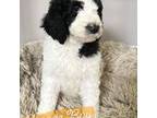 Goldendoodle Puppy for sale in Montgomery, NY, USA