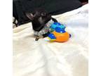 Chihuahua Puppy for sale in Abilene, TX, USA