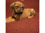 Rhodesian Ridgeback Puppy for sale in College Station, TX, USA