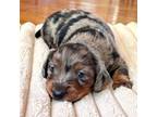 Dachshund Puppy for sale in Bowling Green, KY, USA