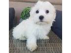 AKC Maltese Boy Ready Now