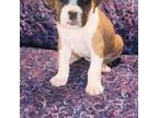 Boxer Puppy for sale in Palm Bay, FL, USA