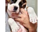 Boxer Puppy for sale in Palm Bay, FL, USA