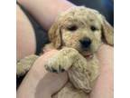 Goldendoodle Puppy for sale in Castle Rock, CO, USA