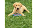 Golden Retriever Puppy for sale in Liberty Township, OH, USA