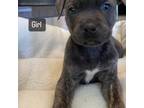 Mutt Puppy for sale in Bristol, CT, USA