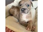 Mutt Puppy for sale in Bristol, CT, USA